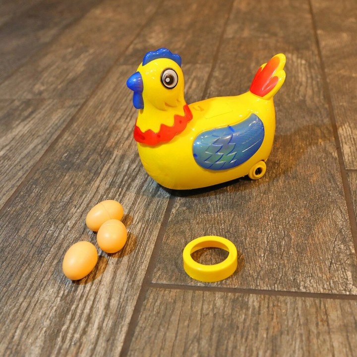 Gallina Pone Huevos